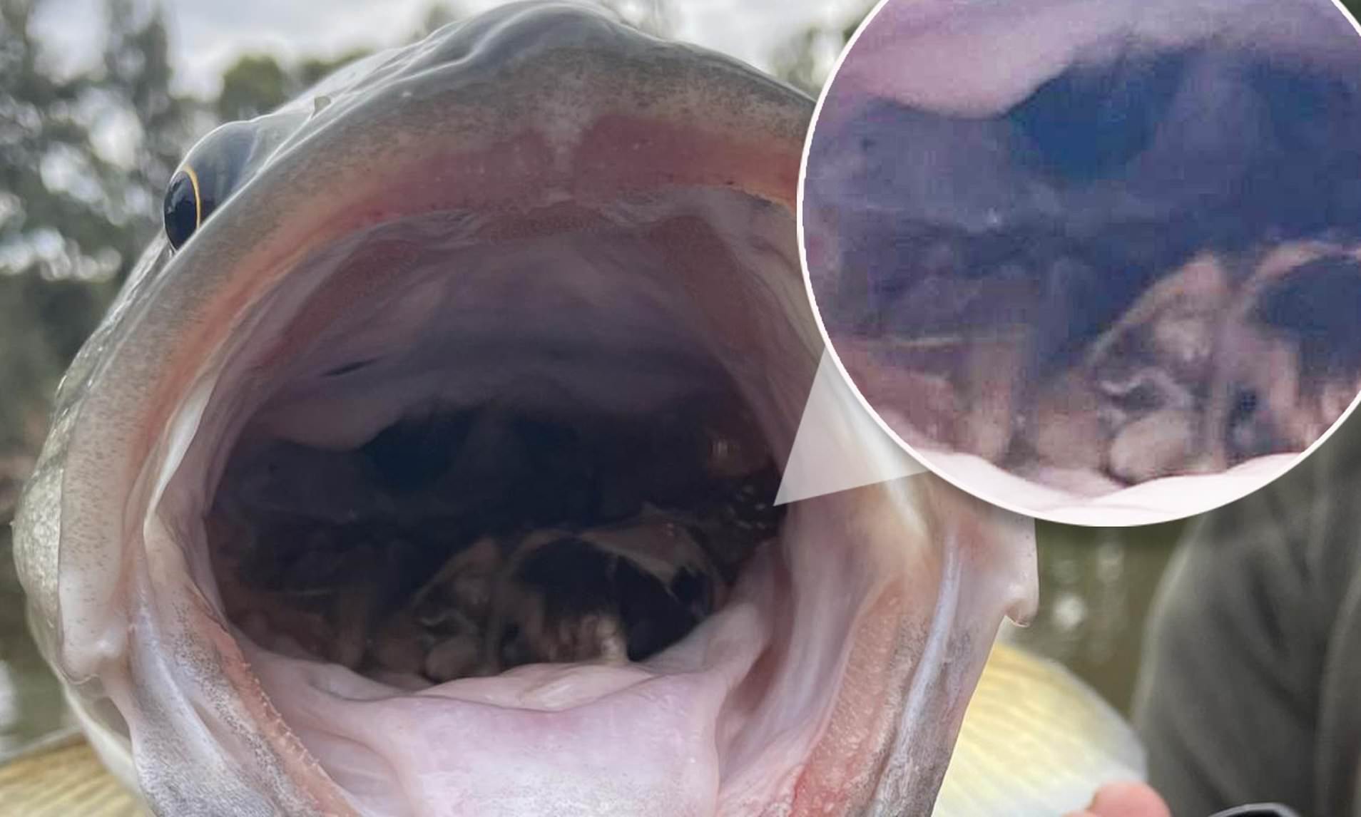 澳大利亚遭遇特大鼠患,澳大利亚鼠患成灾原因