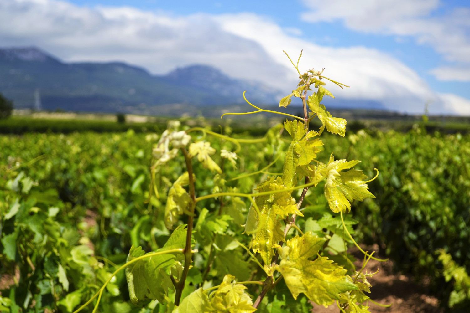 西班牙葡萄酒系列,西班牙葡萄酒大全