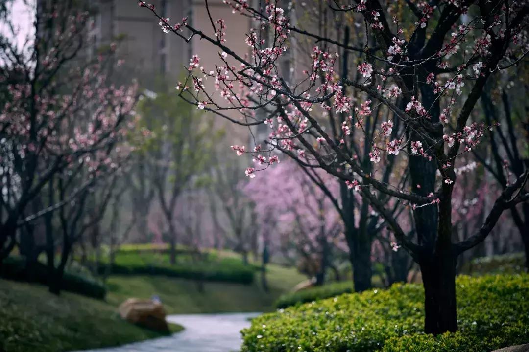 星河湾品质运营,星河湾风格美学