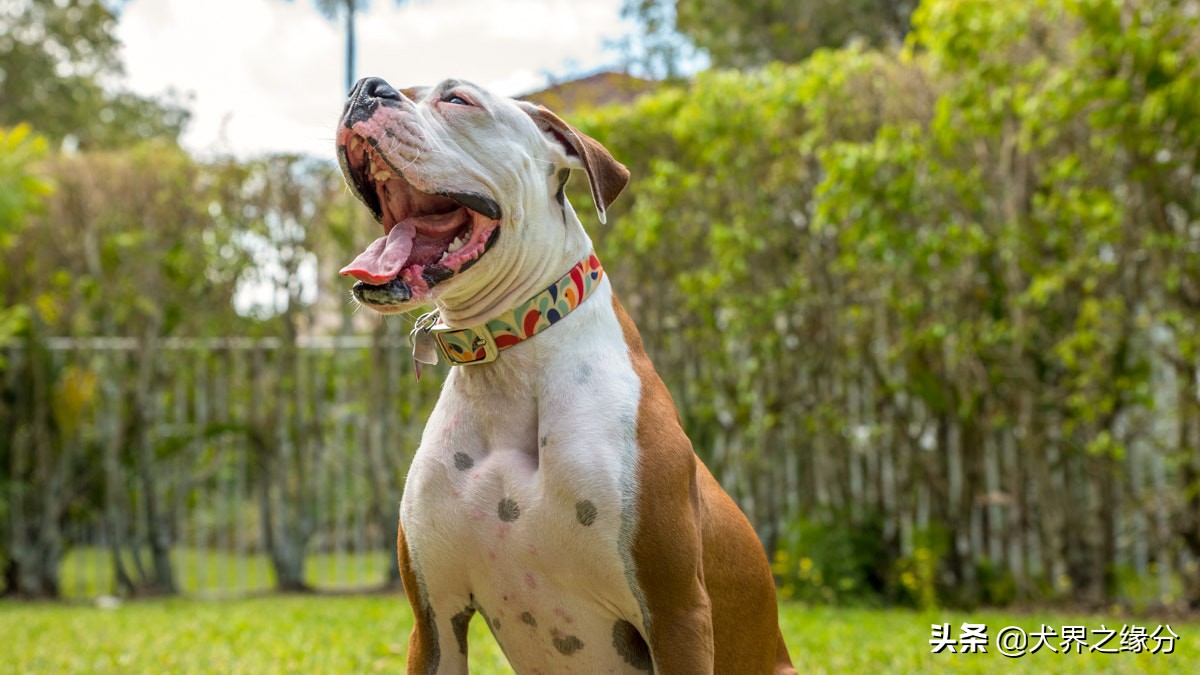 狗狗在家乱叫扰民怎么报警,狗狗在家老是大喊大叫怎么办