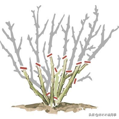 月季老是养不活怎么办,月季经常不晒太阳会怎么样