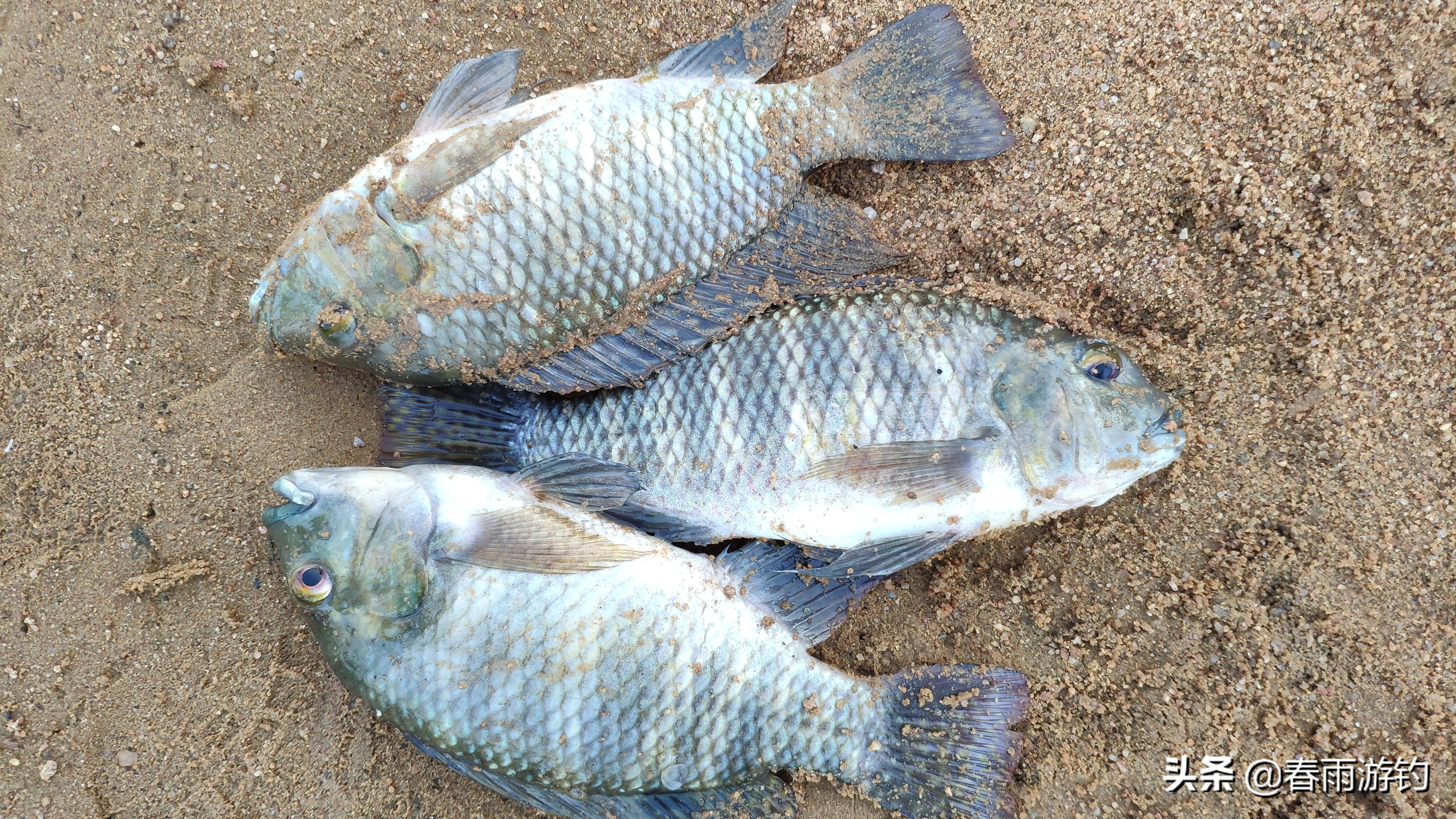 野钓小鱼闹钩怎么回事,江里流水钓鱼怎么防止走漂