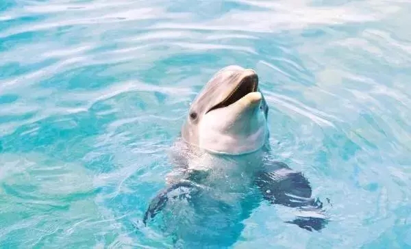 2022西安华夏文旅免费门票预约,西安曲江和华夏哪个海洋公园好