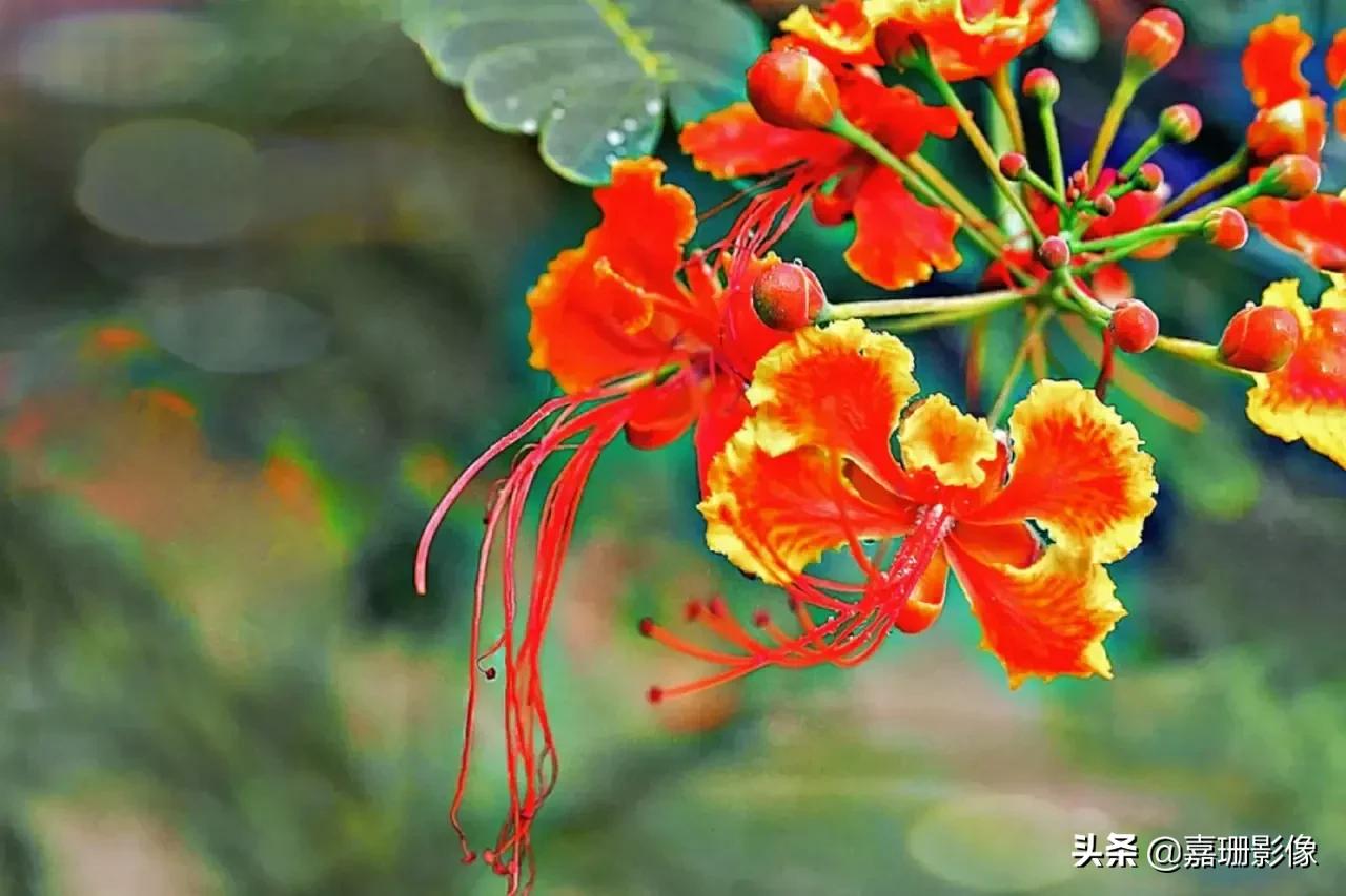 看看花容,听听花语2020年我镜头里的百种花卉