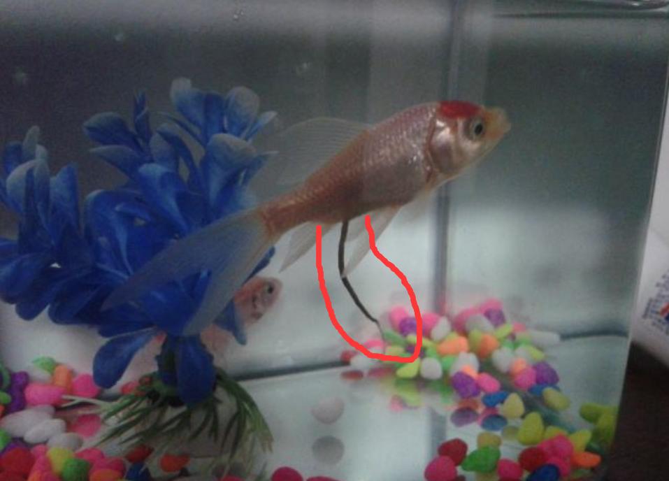 你还在给鱼缸加盐吗?我的弯路,你们就别再走了