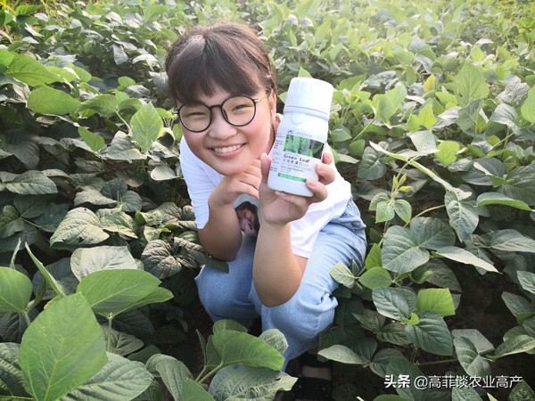 大豆叶子发黄什么原因？大豆黄叶病怎么治？贝多丰叶面肥使用效果