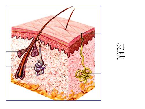 为什么出油要补水,皮肤出油多是因为缺水吗