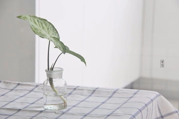 耐阴适合在厕所养的植物,耐阴的室内水培植物排行榜