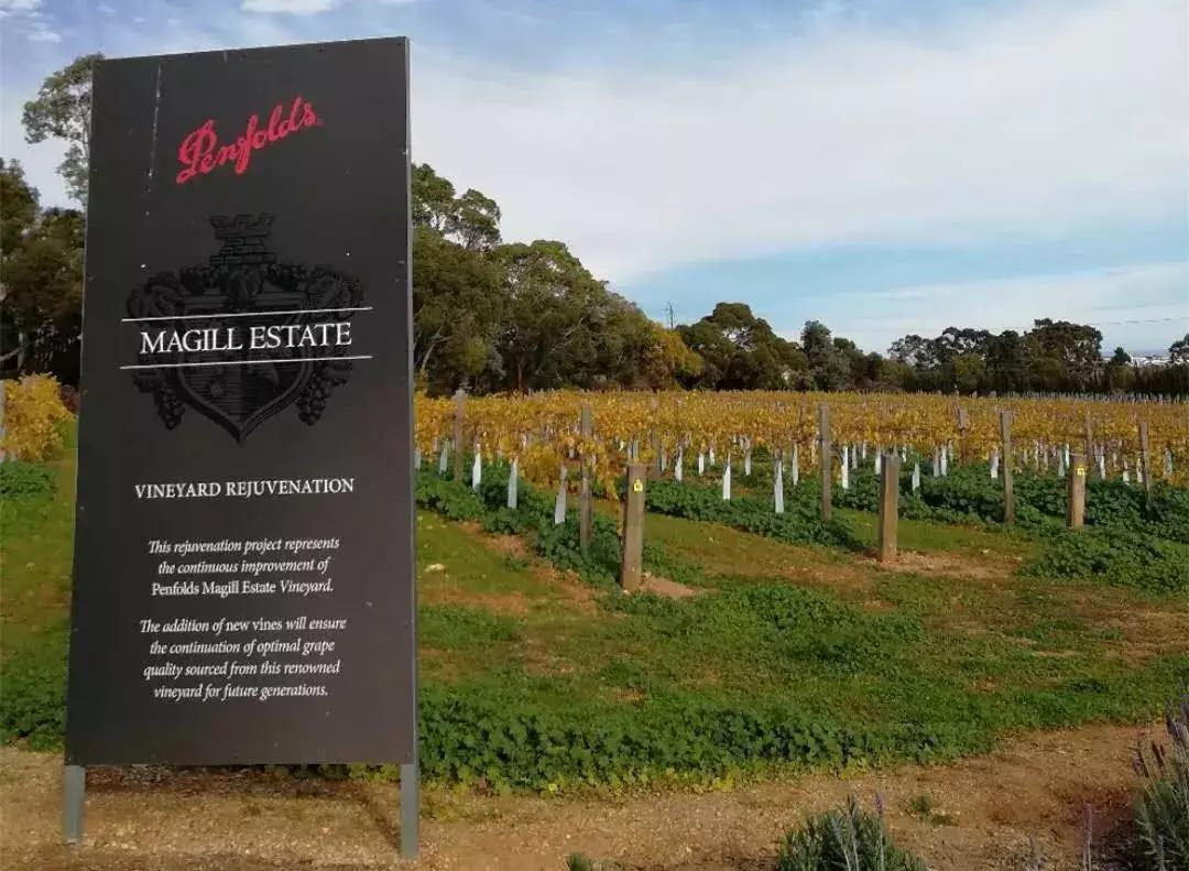 晚上喝一杯红酒坚持了一年的效果,每天一杯红酒胜过人参