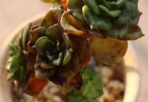 烟煤病多肉治愈后会复发吗,多肉烟煤病可以用虫虫净吗