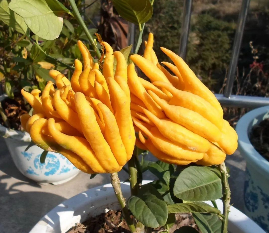 十种容易种的水果适合阳台种,这种水果南方大量种植