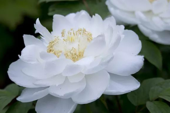 中国的国花牡丹推荐,中国国花评选牡丹