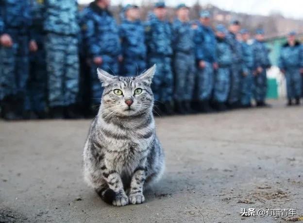 医生说我家猫很有性格,医生说我的猫有点傻