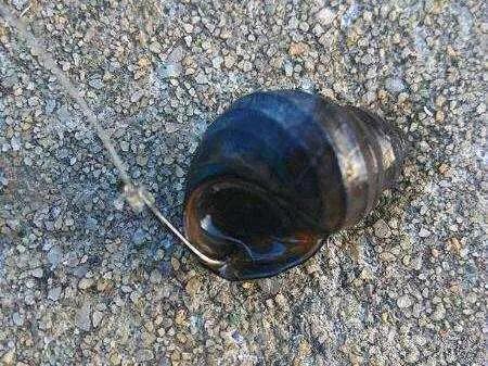 副竿钓鱼用什么饵最好,野钓用饵口诀记住必爆护