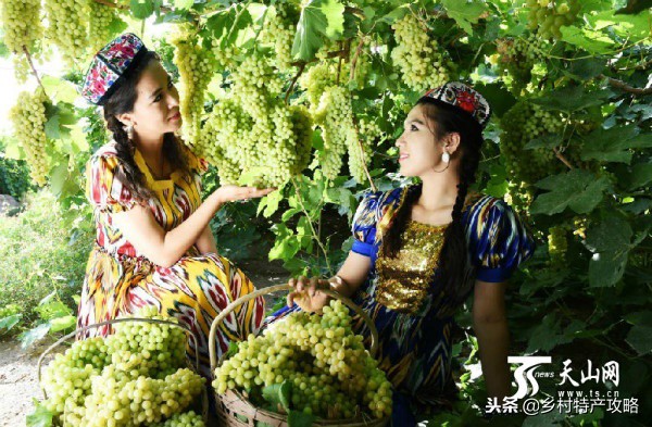 疆客巴州名优特产,疆好货新疆特产干果