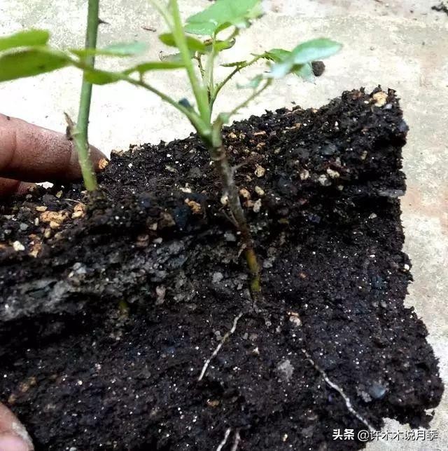 地栽月季水浇多了烂根怎么补救,藤本月季大苗烂根快速恢复方法