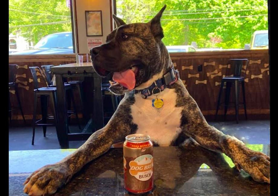 骨瘦如柴的狗狗运气爆棚,接连遇到3位贵人,过上人人羡慕的生活