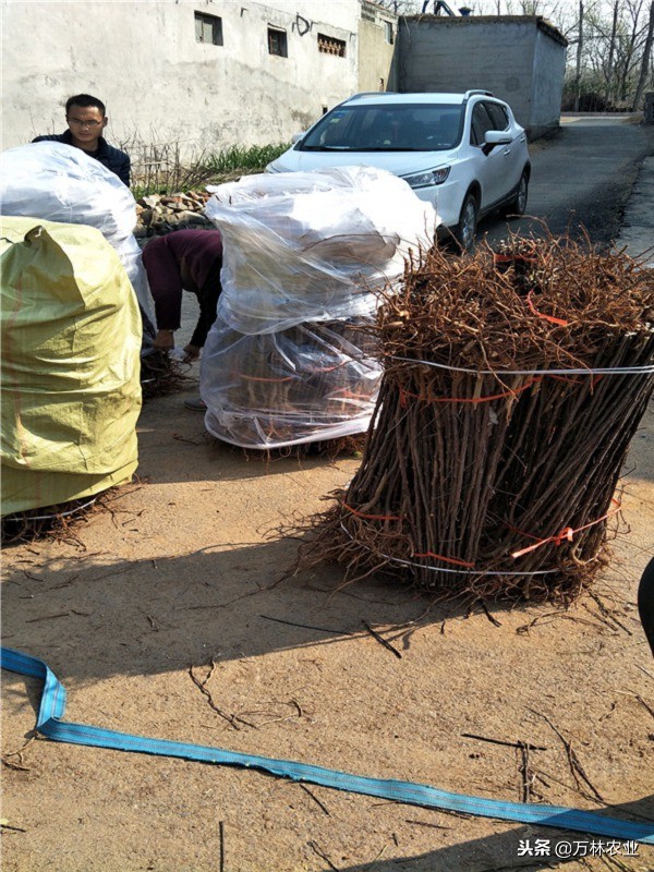 黑卡苹果品种,嘎啦果苹果什么价格