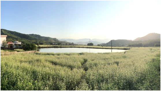 翁源东华地窖酒,韶关翁源赏荞麦花