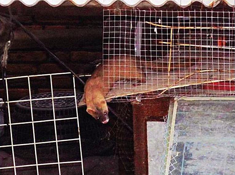 黄鼠狼偷鸡可以打死它吗,黄鼠狼偷鸡为什么不让管