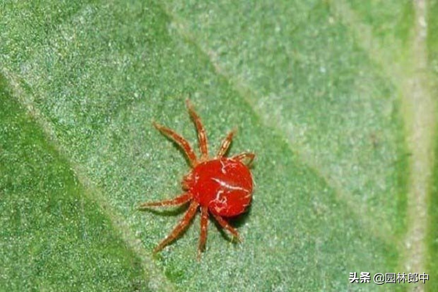 冬季有红蜘蛛需要防治吗,红蜘蛛物理防治最佳时间