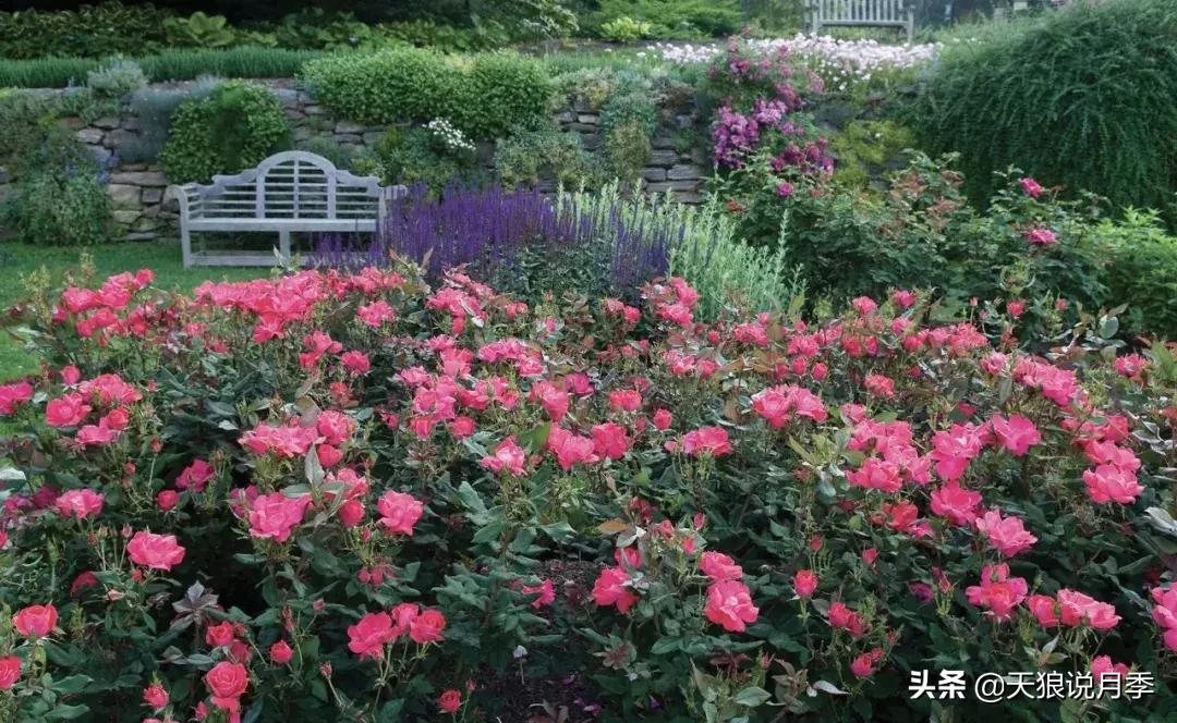 哪些月季品种抗病强,抗病性好月季有哪些