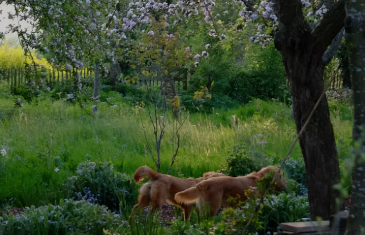 他经历破产、抑郁，却被植物治愈，成为BBC王牌节目主持人