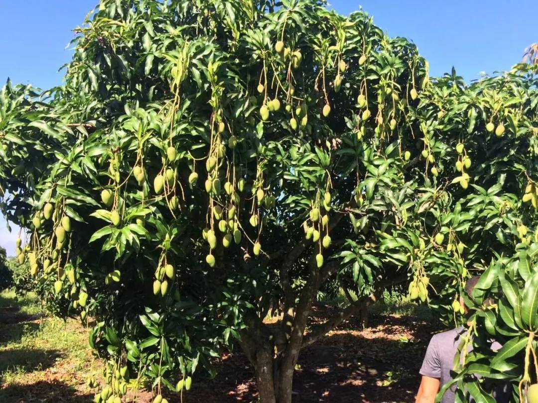 芒果有花不结果,我家的芒果树栽一年为什么不长