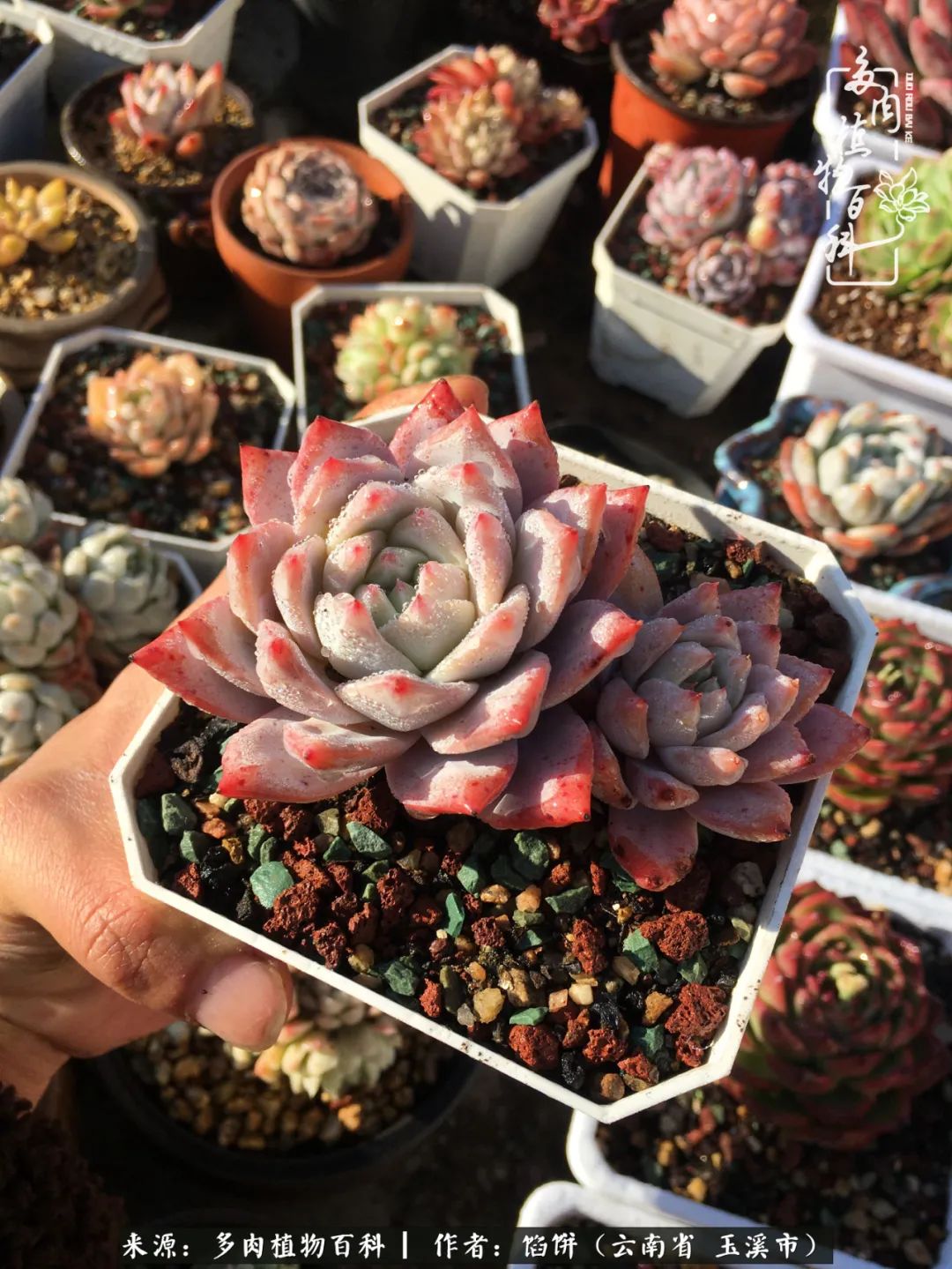 多肉对比图片,多肉对比高清图