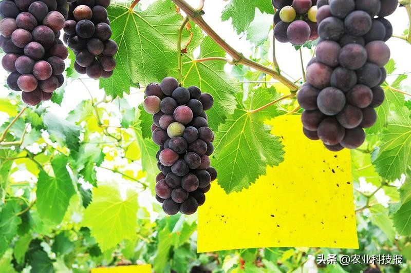 葡萄种植致富图,特色葡萄助农增收
