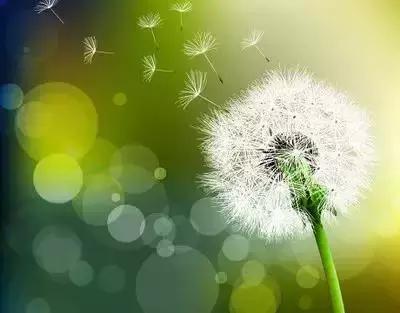 拍摄花的花语,100种摄影基础美学