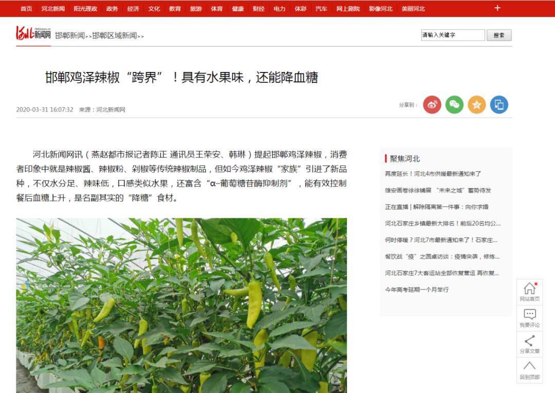 【高端媒体看邯郸】学习强国、河北新闻网、长城网报道鸡泽县辣椒产业