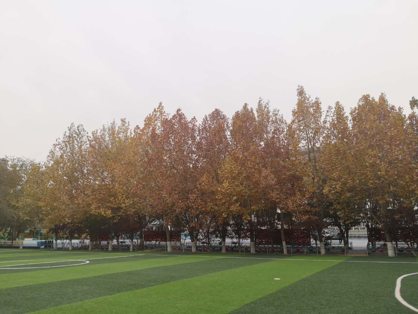 原创校园,原创校园文学作品