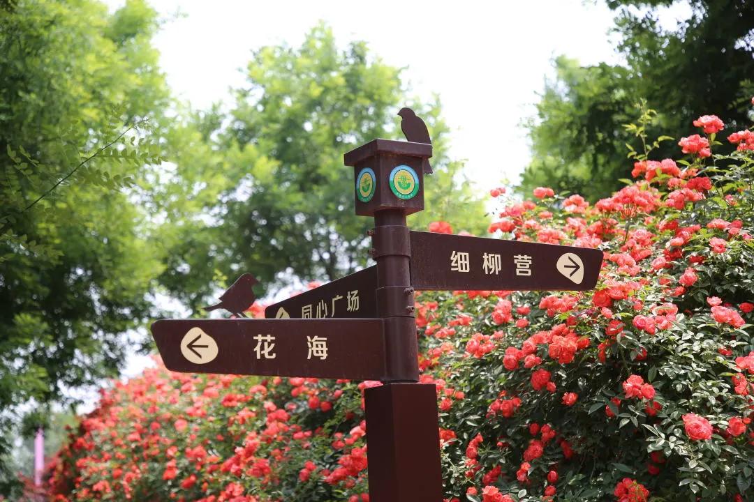 又刷屏了!高新这片花海,惊艳你的朋友圈!