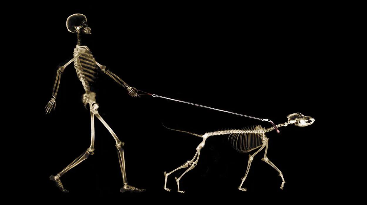 动物身上的特殊器官,动物的器官有哪几个