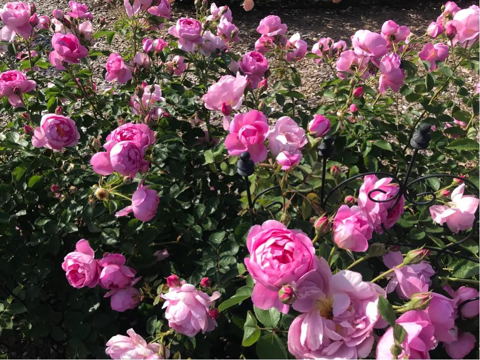 日本疫情举行聚会,日本民众疫情聚会