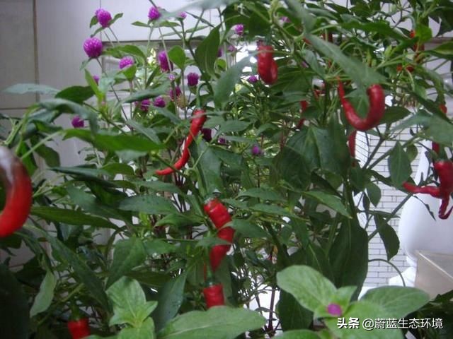 四月份适合在阳台上种植的蔬菜,阳台上种植营养液体蔬菜