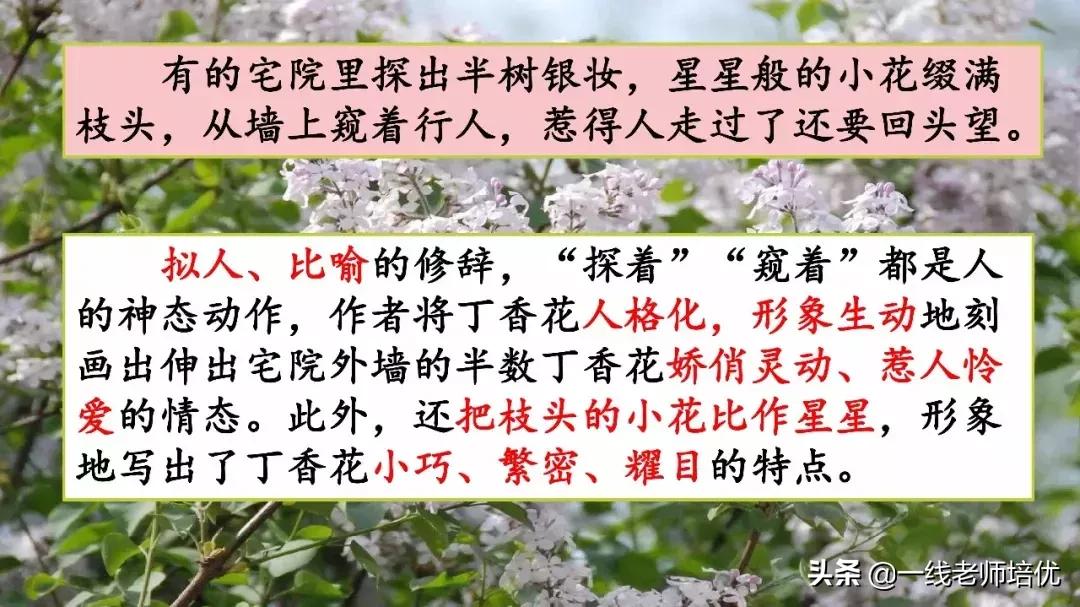 六年级上册第二课丁香结知识点,部编版六年级上册语文丁香结预习