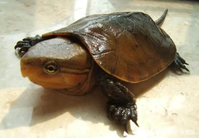 鹰嘴龟国鹰,花鸟市场鹰嘴龟