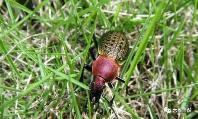幼儿认识昆虫天牛益虫还是害虫,全身黑色跟天牛相似的昆虫