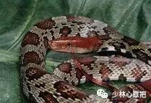 中药药材大全及功效,补肾中药大全及功效