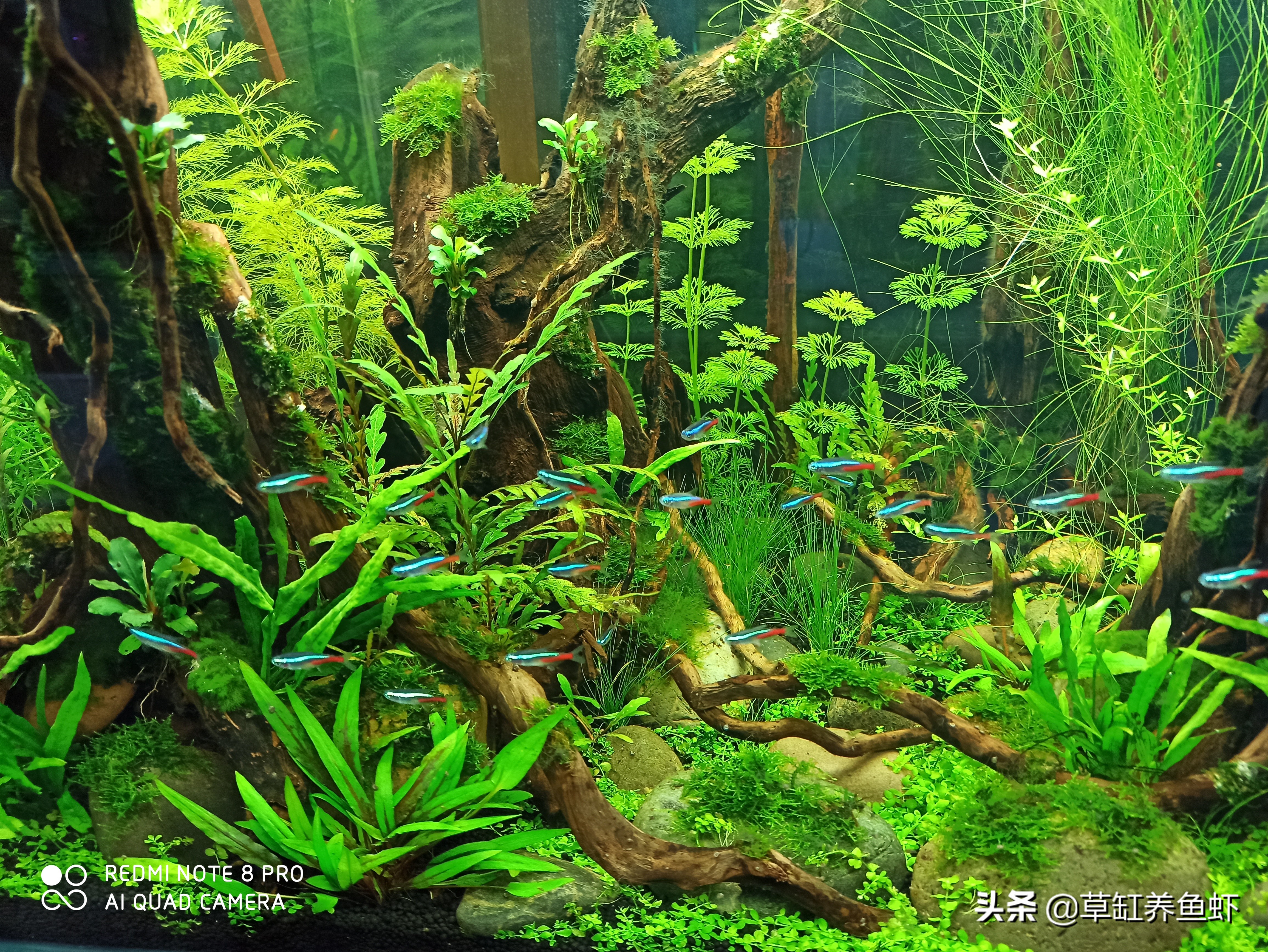 草缸养鱼要如何才能养好,草缸除了养鱼还可以养什么