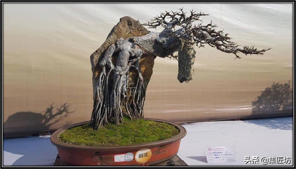 盆景初学者教程,盆景换盆需要哪些配方