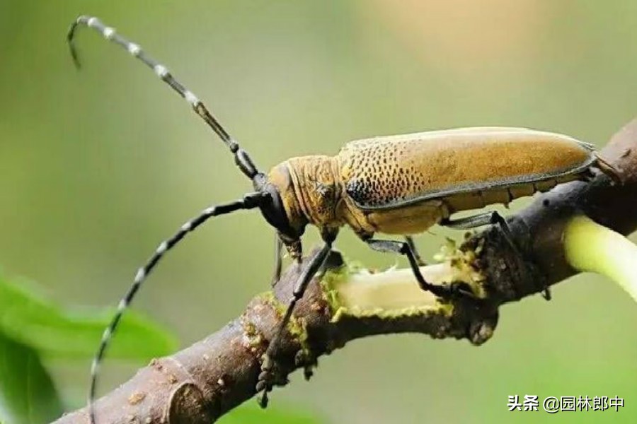 为什么天牛是害虫,天牛和天牛的区别
