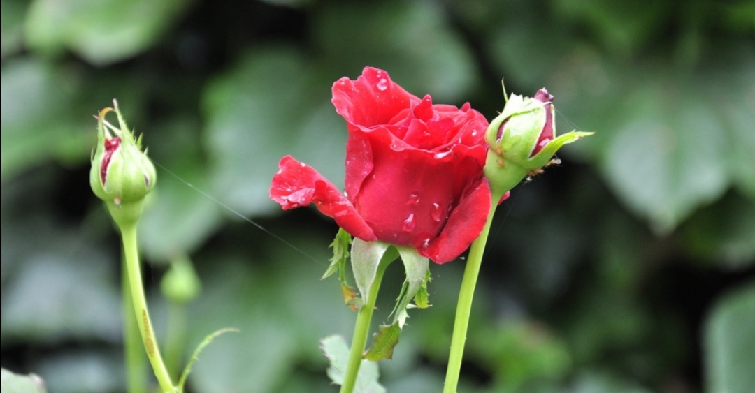 春风十里不如你写给女人的话,春风十里不如你深情对话