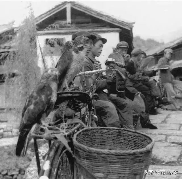 用鹰捕猎,用老鹰捕猎