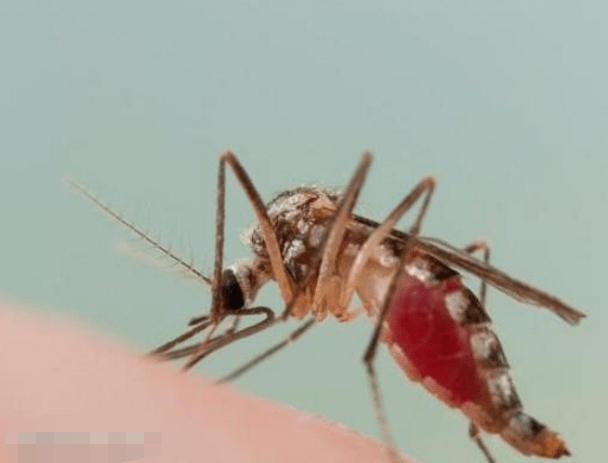 我是a血型为什么蚊子总是咬我,蚊子爱咬什么样的人与血型有关吗