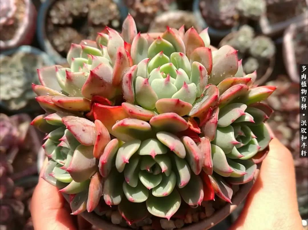 多肉的四季轮回,四季轮回多肉