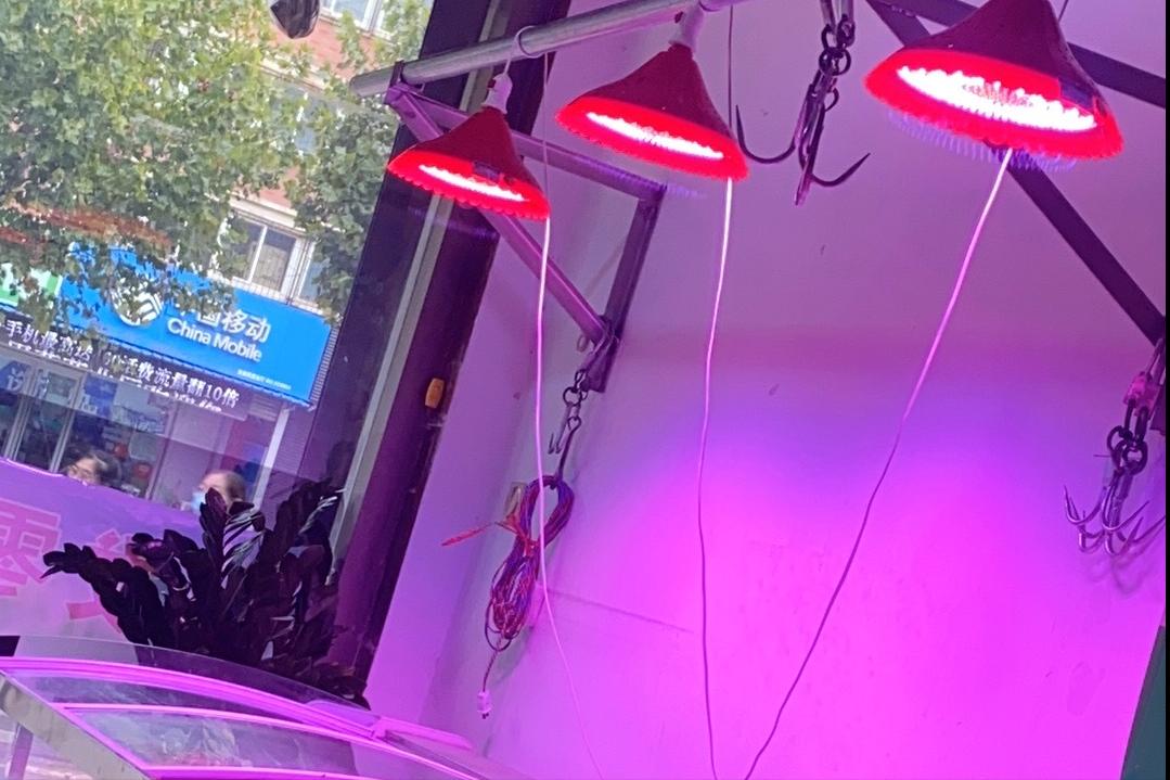 给猪大量添加添加剂的危害,给猪加美颜