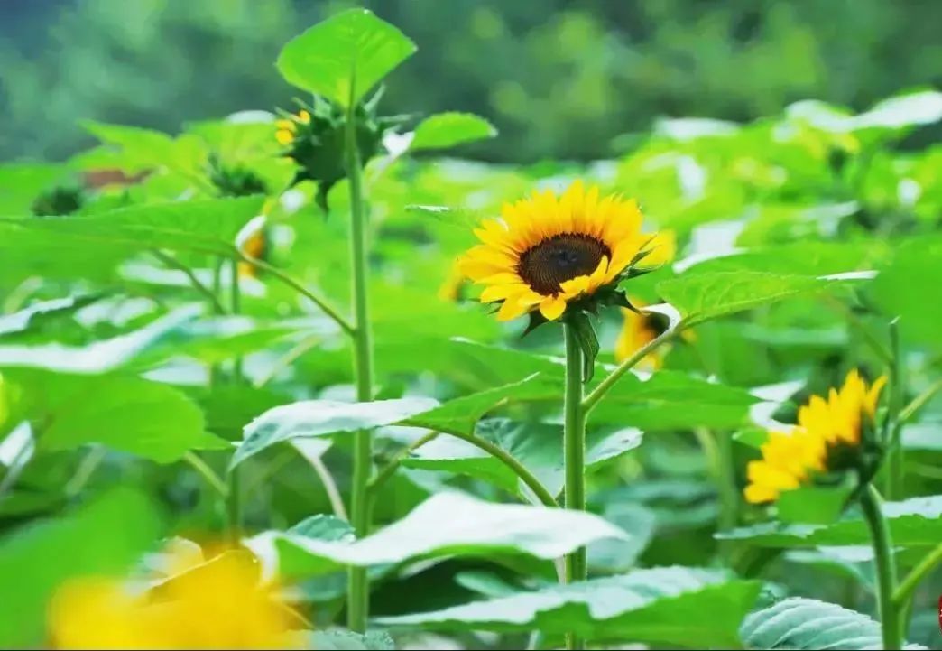 重庆教师节景区免费吗,岁月如歌感念师恩特色教师节活动